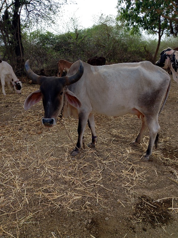 ગાય