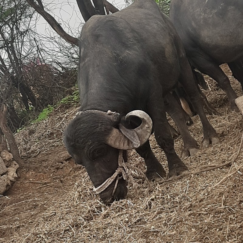 પાડો વેચવાનો છે