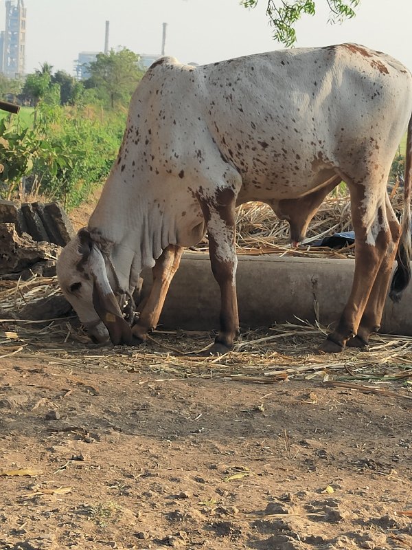 વાસડો વેસવાનો છ...