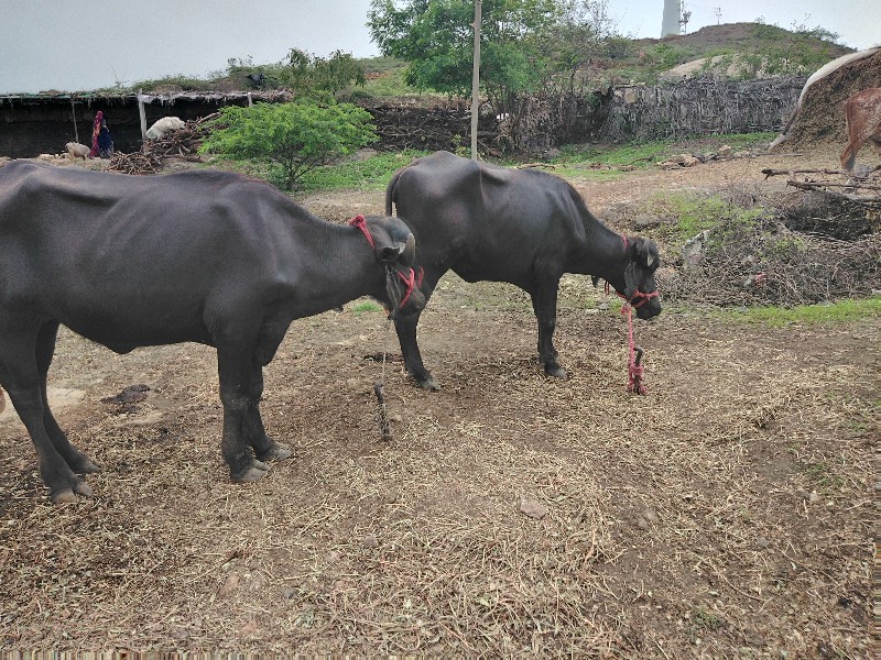 ખડેલા વેચવા ના...