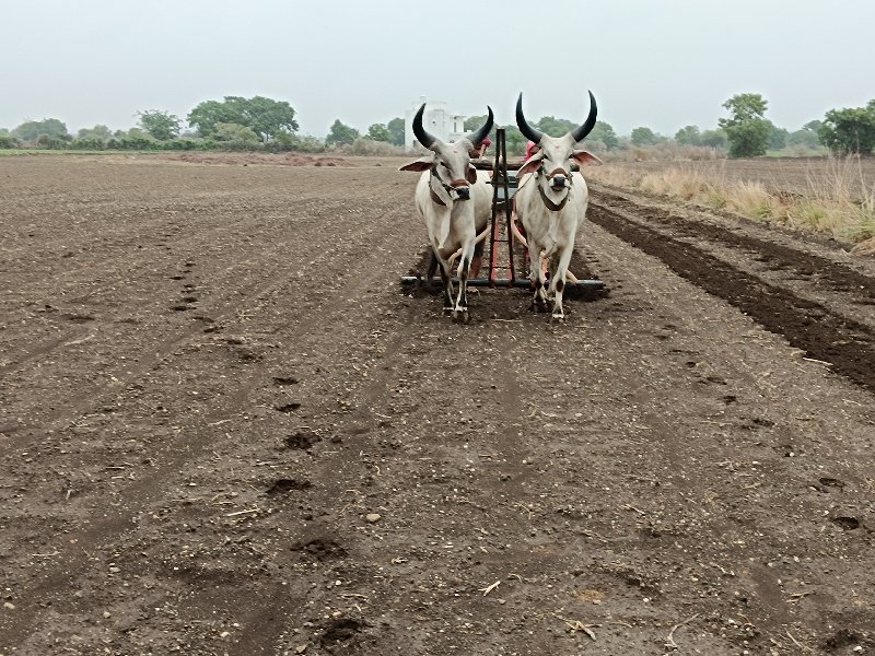 વઢીયારા  વેચવાન...