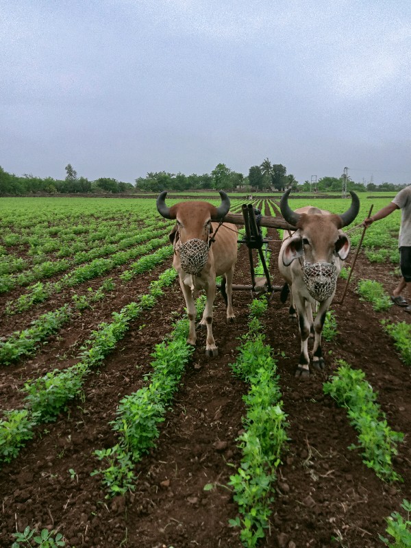 ગોઢલા વેચવાના છ...