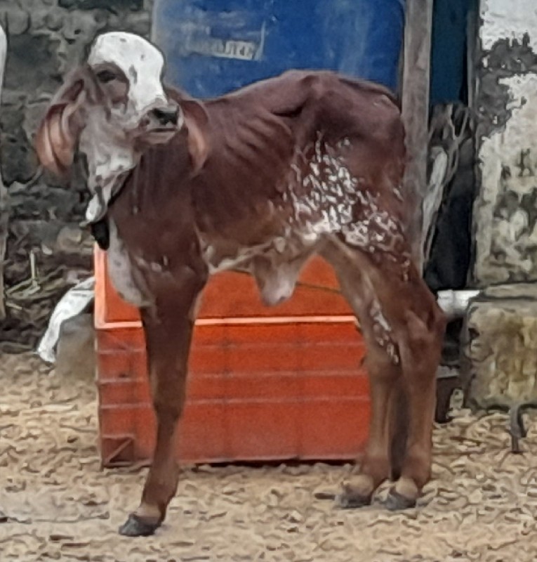 લિલડી ગાય