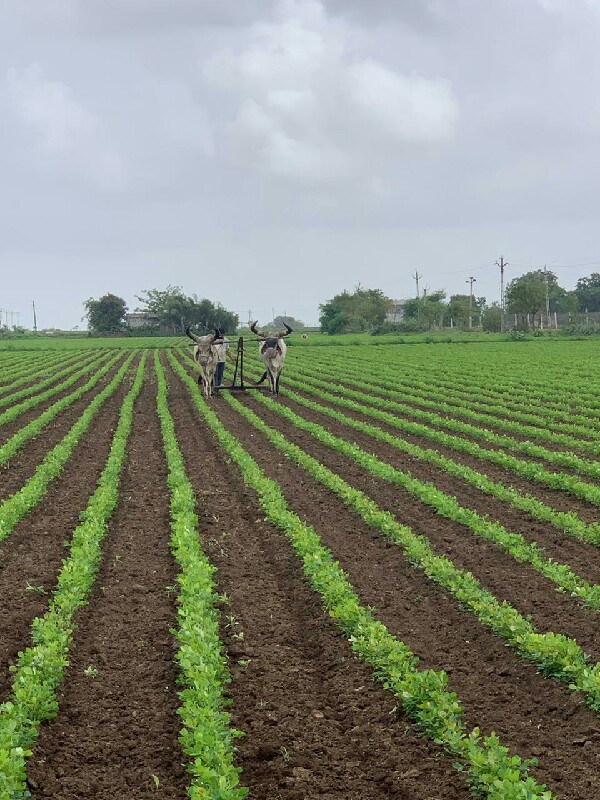 બળદ વેચવાના છે