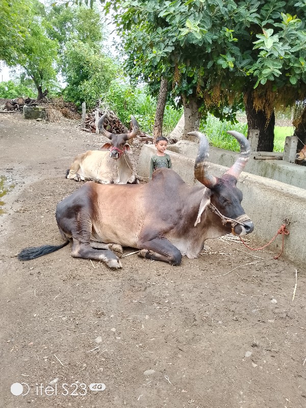 ચાર ધરના જામ્બા...