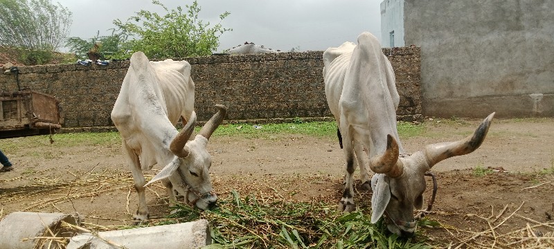 બડદવેચવાનાછે