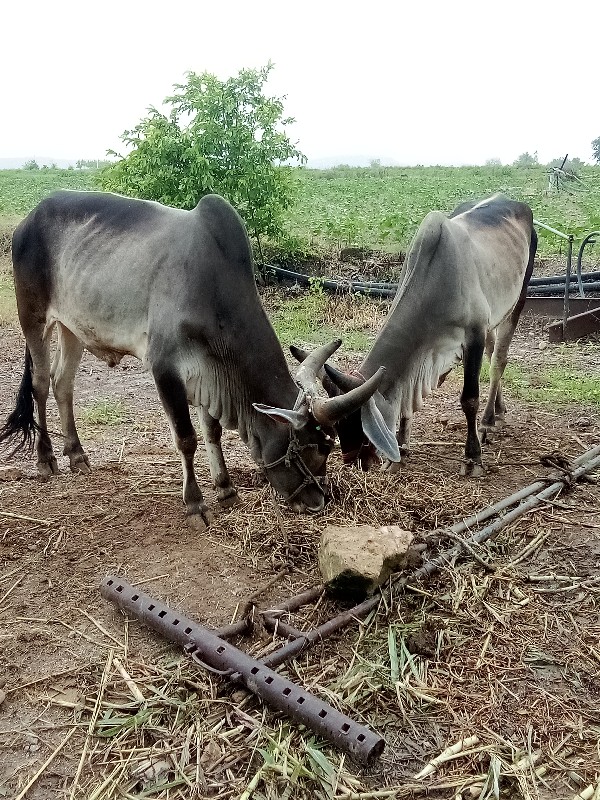 ગોઢલા વેચવાના છ...