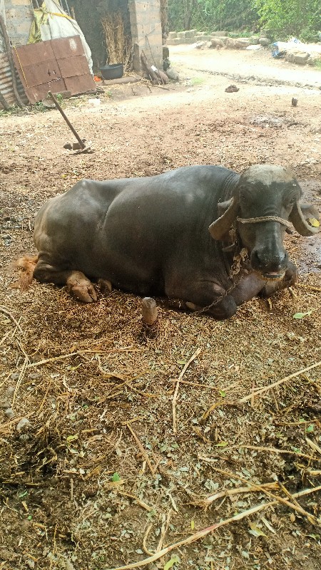 ભેંસ વેચવાની છે