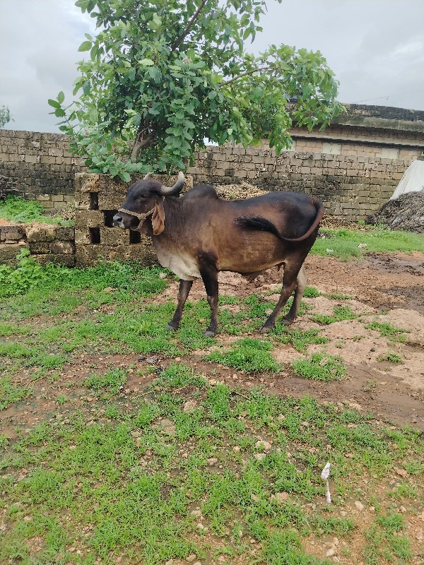 ગાય વેચવાની બેસ...