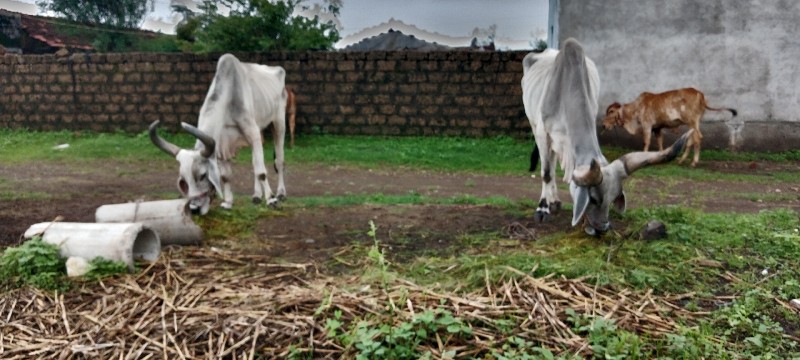 બળદ વેચવાના છે