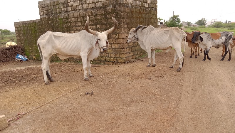 chalo Junagarh...