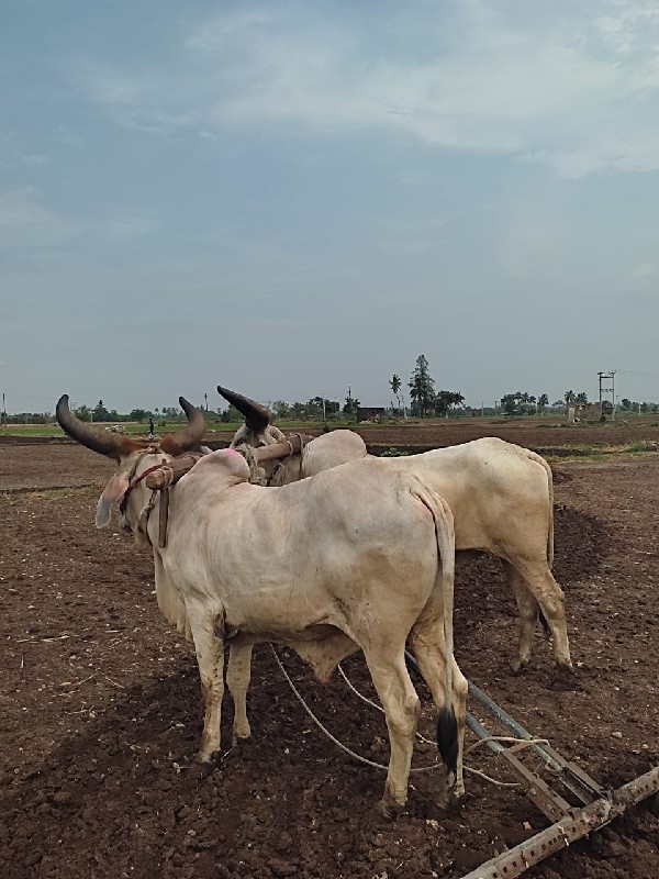 બળદ દેવાના છે