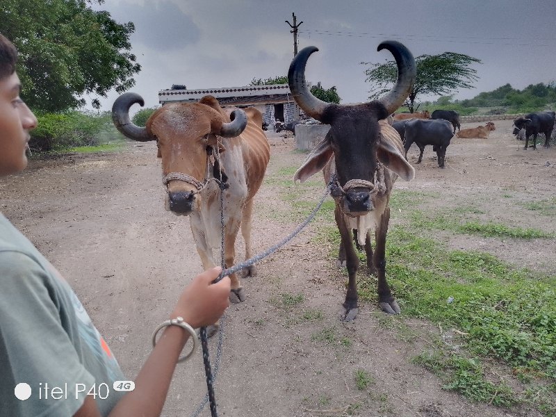 બળદ વેચવાના છે