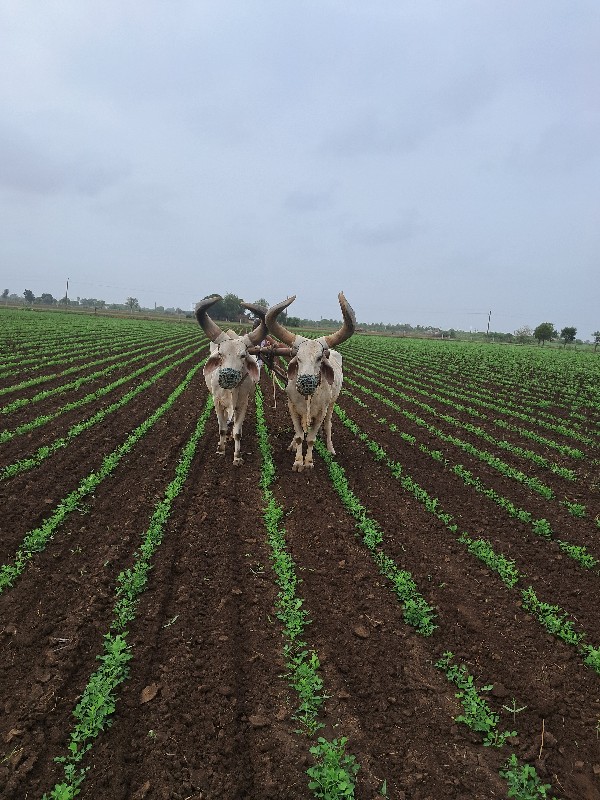 બળદ વેચવાના છે