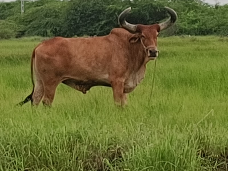 બળદ વેચવા ના છે