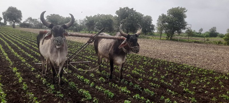 ગોઢલા