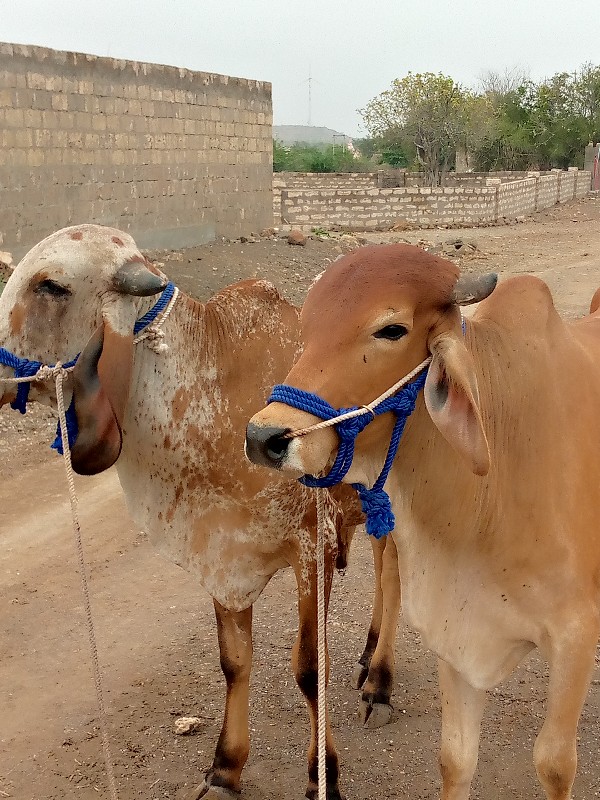 ગોધલા વેચવા ના...