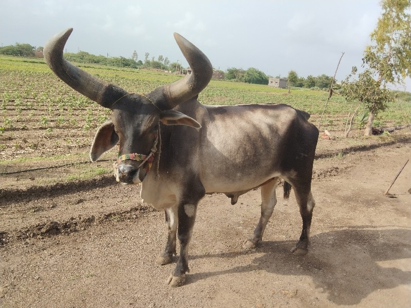 બળદ વેચવાનું છે...