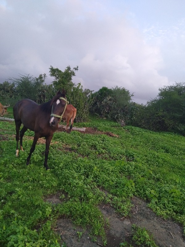 વેચવાનાછે