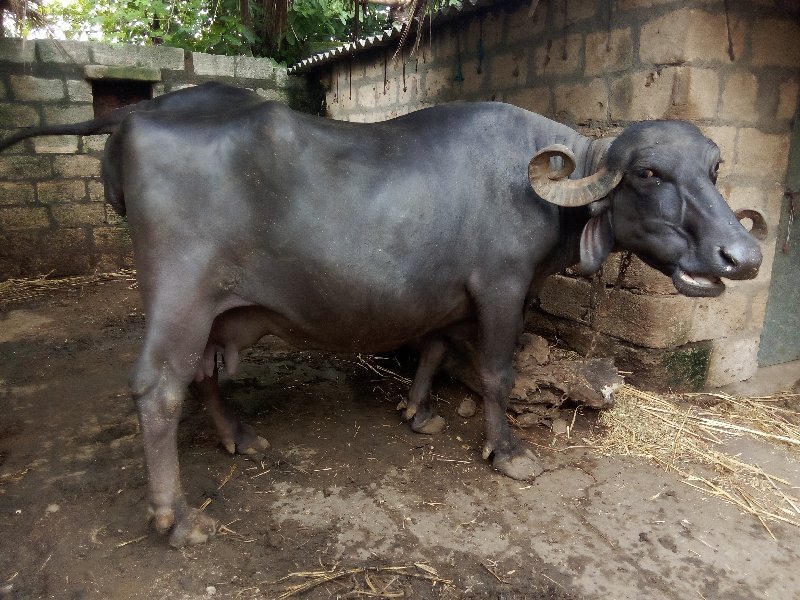 ભેંસ વેચવાની છે...