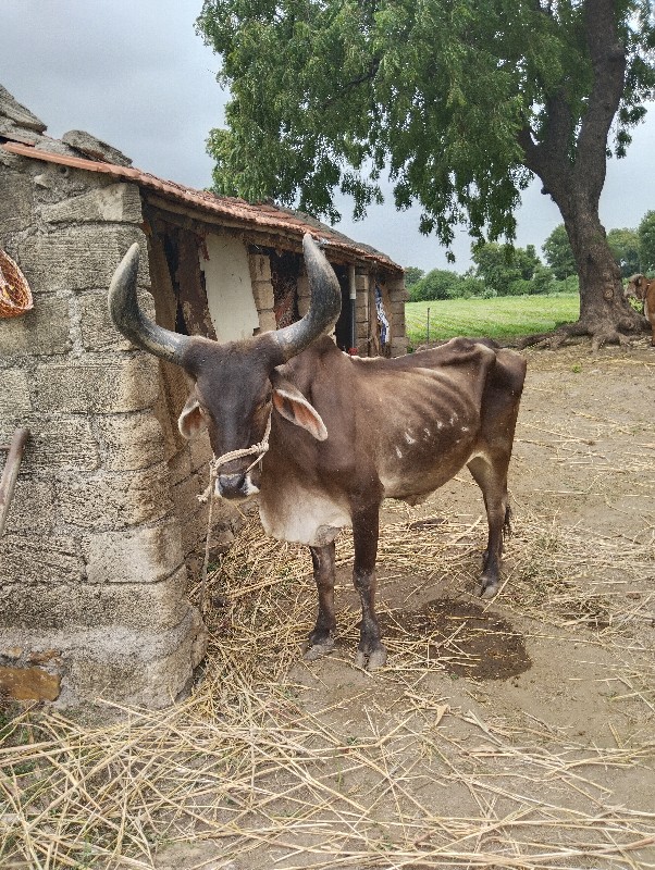 બળદ વેચવાનો છે