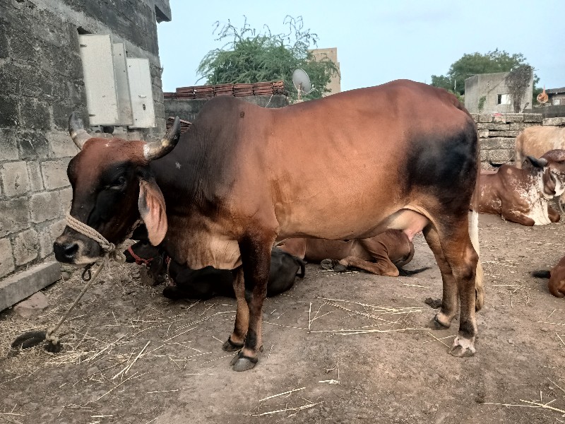 ગાય વેચવાની છે.