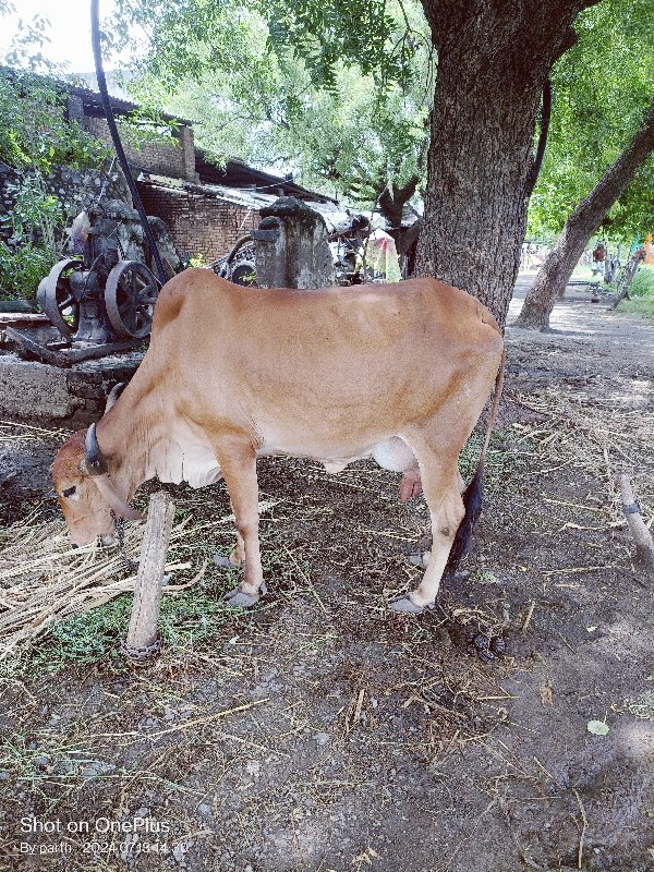 ગાયવેસવાનીસે