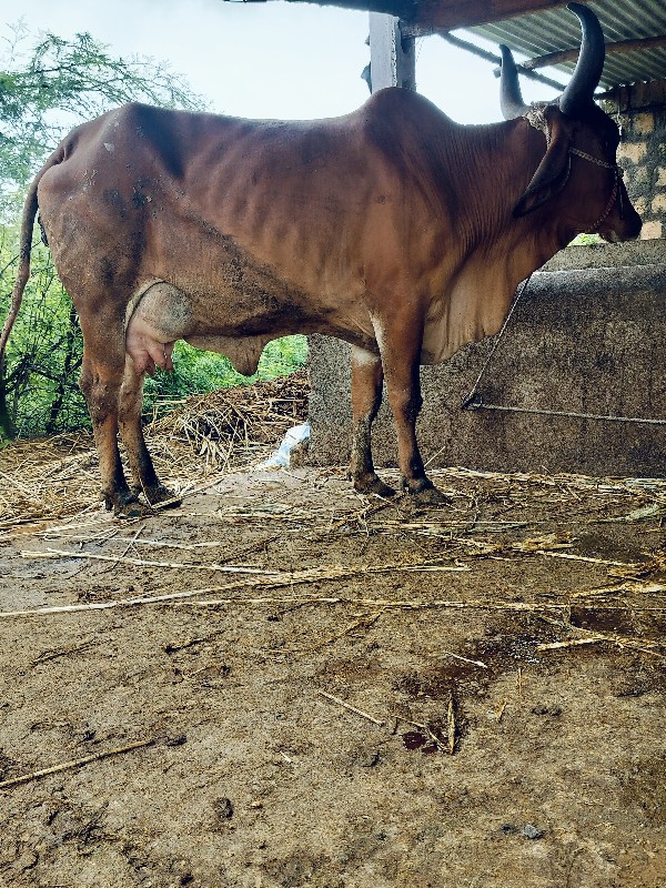 ગાય દેવાનિછે