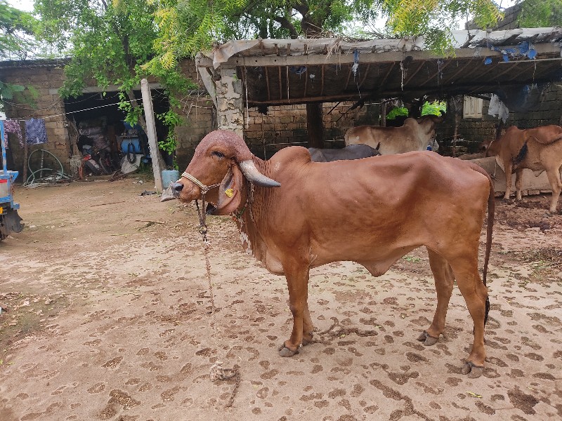 ઓરીજીનલ ગીર હોડ...