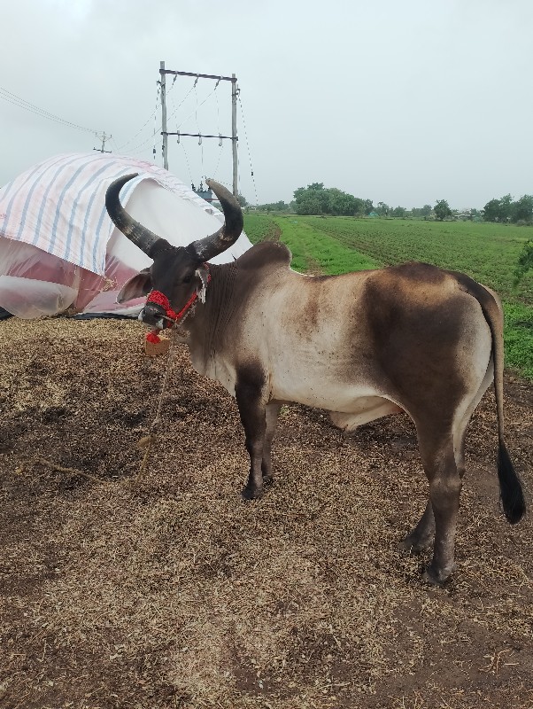 વેચવાનું છે