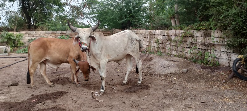 ધોધલો વેચવાનો છ...