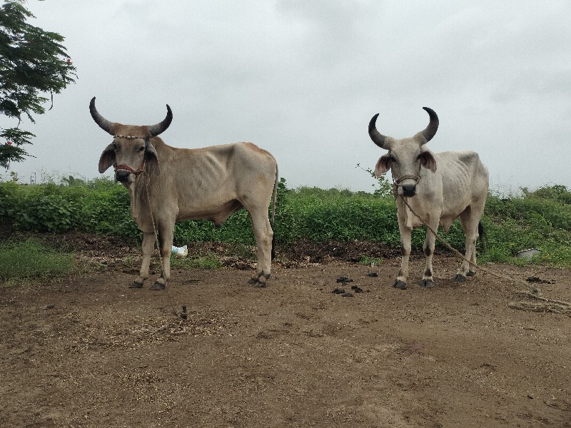 lalbha જાડેજા