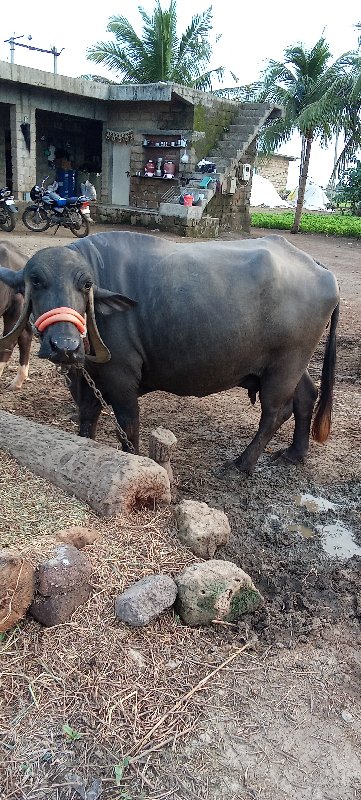 ભેંસ વેચવાની છે