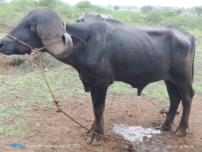 પાડો વેચવાનો છે