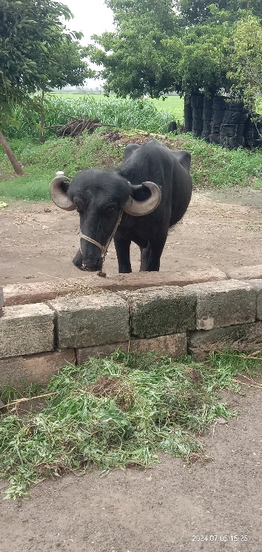 ખડાય વેચવાનિ છે