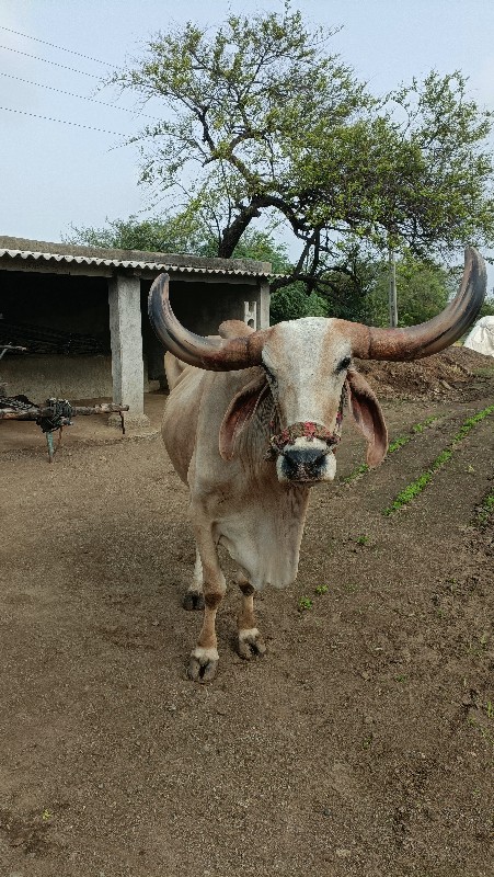 બળદ વેચવાનો છે