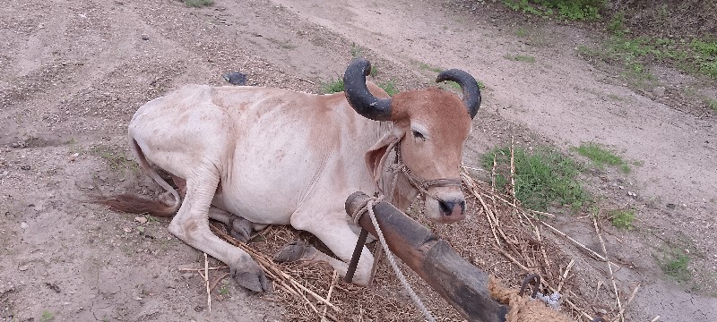 બળદ વેચવાનો છે