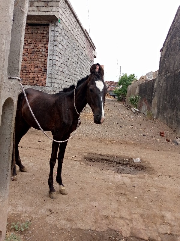 વસેરો