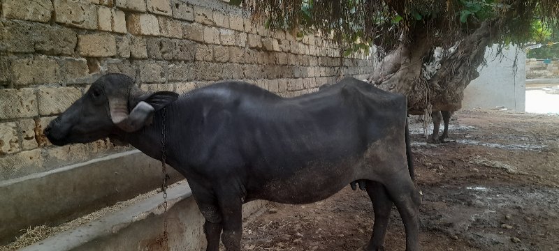 .  ભેસ વેચવાની...