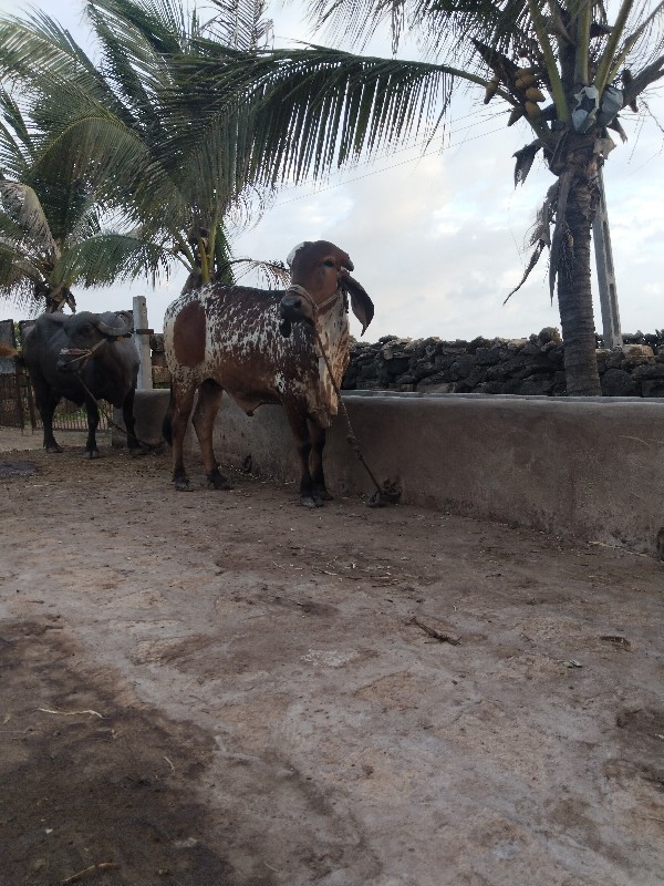 hodaki vehavani...