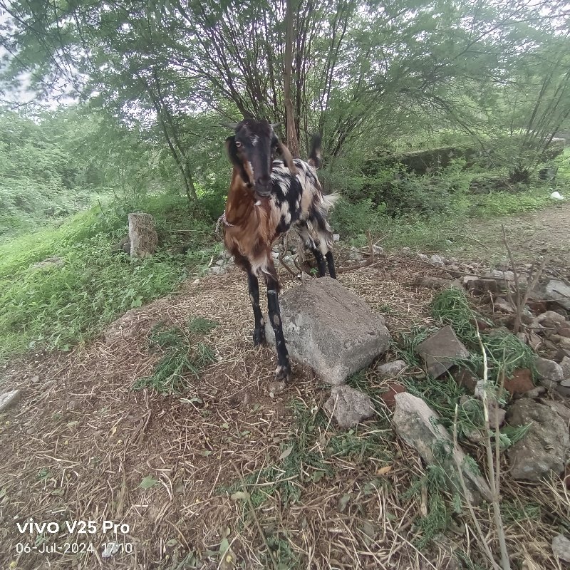 bakra vechavana