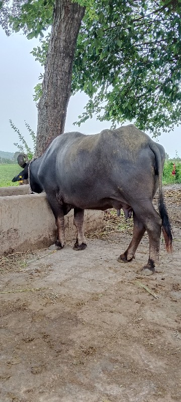 10 મયનુ ચાલુ