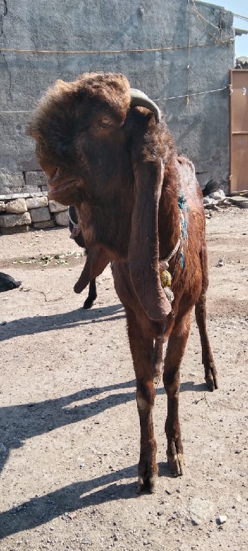 રાજસ્થાની બકરો