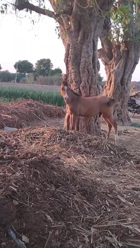 ઘોડો છે કાઠિયાવ...