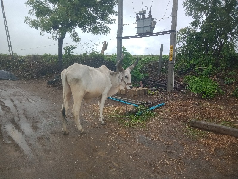 બળદ વેચવાના છે