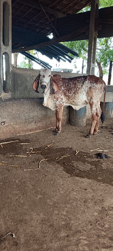 ગીર લીલડી વાછડી