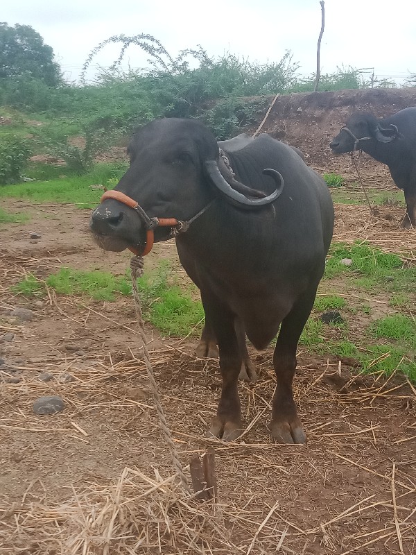 બે ભેસુ બેસવાની...