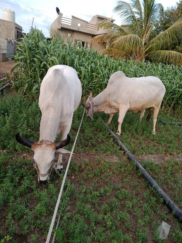 ગોંડલા વેચવાના...