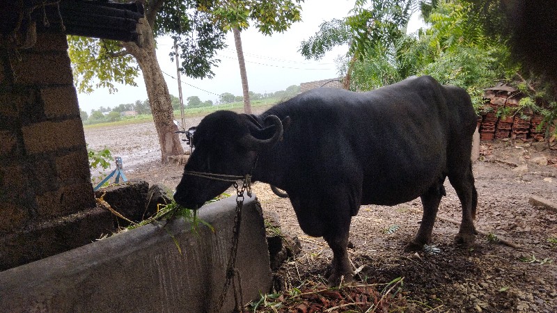 ભેંસ વેચવાની છે