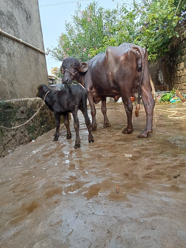 પેલુ વેતરુ ખડીલ...